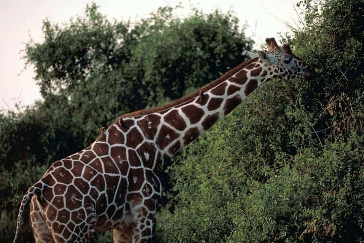 3 days Meru National Park Safari