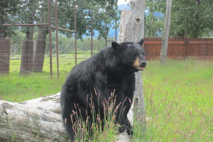 Alaska Wildlife Center en Turnagain Arm Tour w / Alyeska Tram