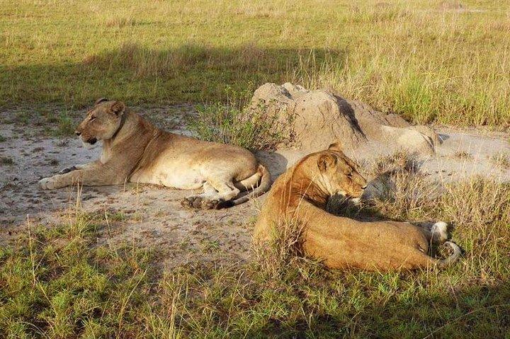 2 Tage Queen Elizabeth National Park Safari