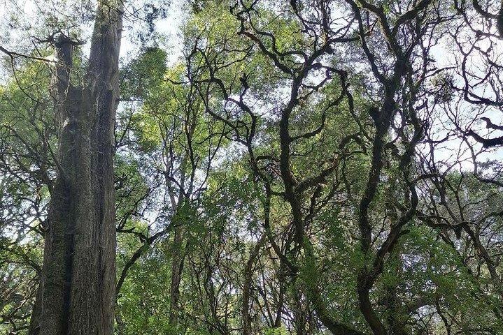 Rondreis naar Menagesha Suba Forest Park