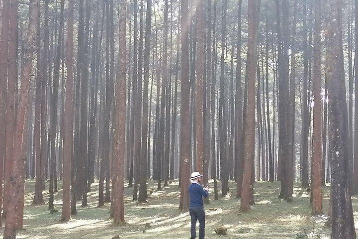 Rondreis naar Menagesha Suba Forest Park
