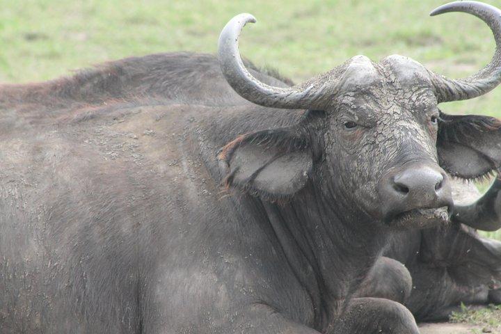 Safari aventure sur la faune de 7 jours