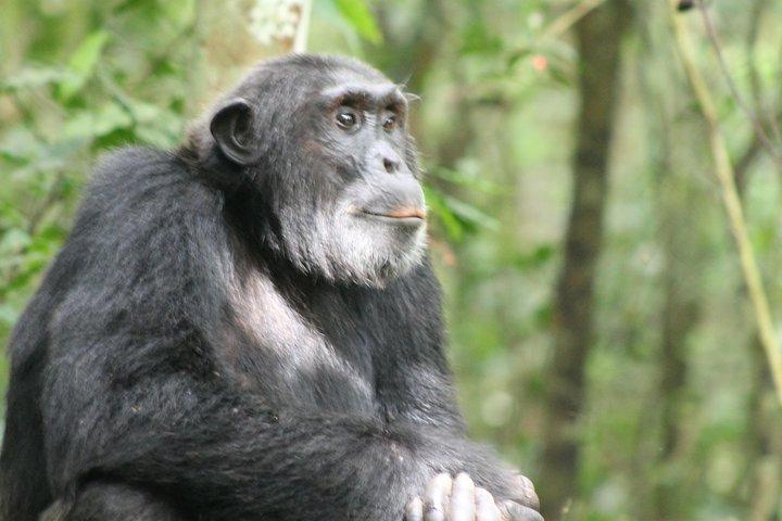 7 dias em Murchison Falls, Chimps e Gorilla Trekking
