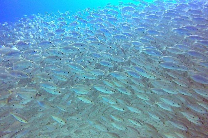 Snorkel in Lanzarote with Guide