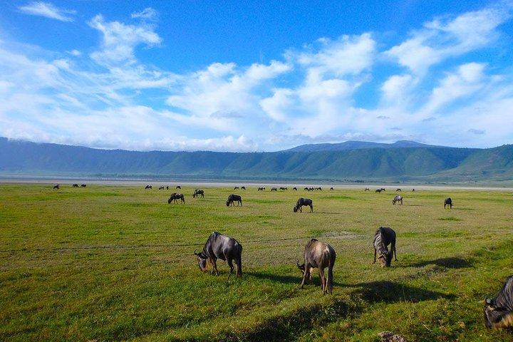 Tagesausflug zum Ngorongoro-Krater