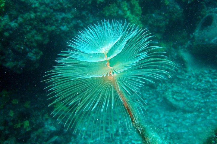 Diving day tour with 2 dives
