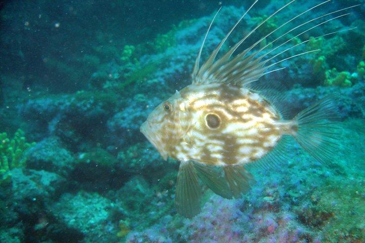 Diving day tour with 2 dives