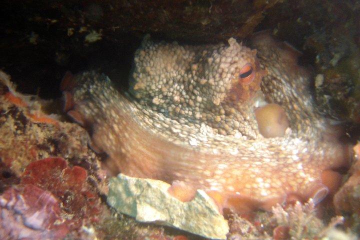 Diving day tour with 2 dives