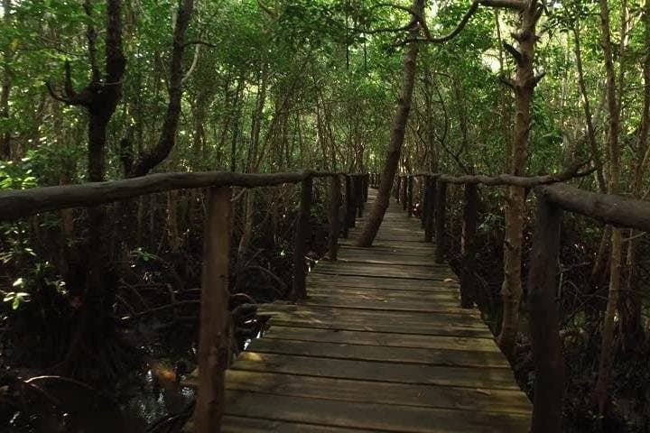 Jozani Forest Tour