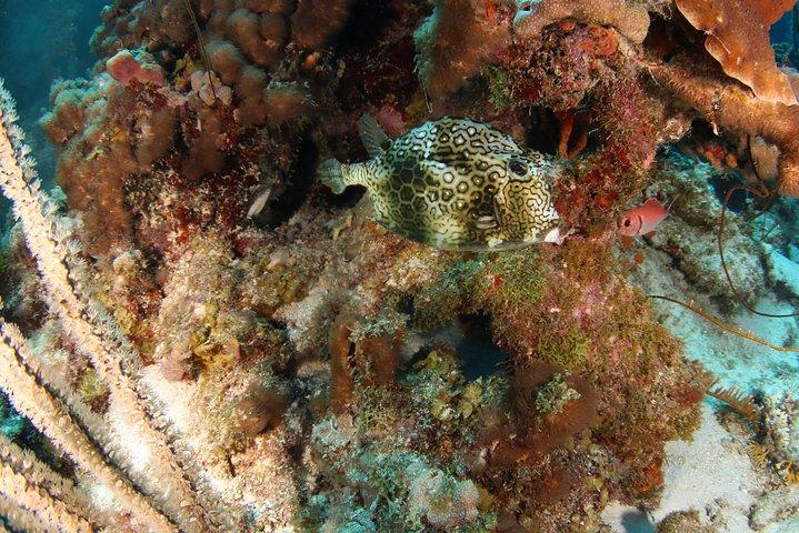 Guided Shore Dive för certifierade dykare med Scubaçao (2 tank)