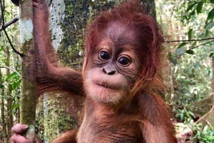 グヌン・ルセルでの終日オランウータンの冒険