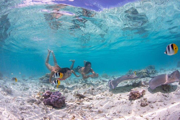 サメとアカエイとのシュノーケリングを含むボラ ボラ エコ シュノーケル クルーズ