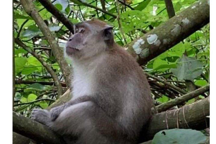 グヌン・ルセルでの終日オランウータンの冒険