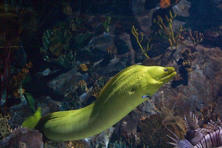 Snorkeling en Puerto Morelos