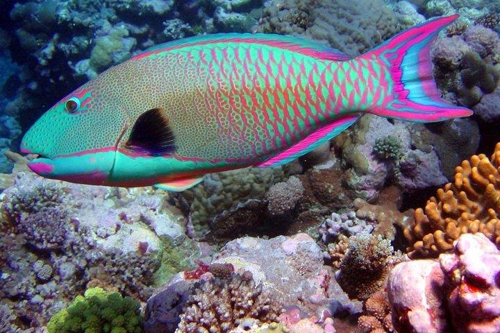 Snorkeling en Puerto Morelos