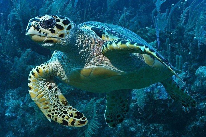 Snorkeling en Puerto Morelos