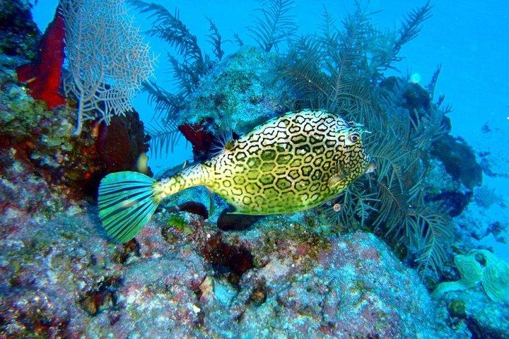 Snorkeling en Puerto Morelos