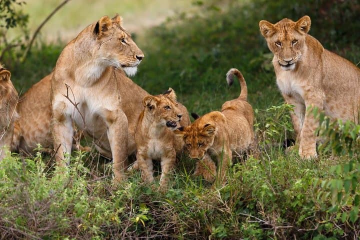 Nairobi National Park Half day Safari with Options