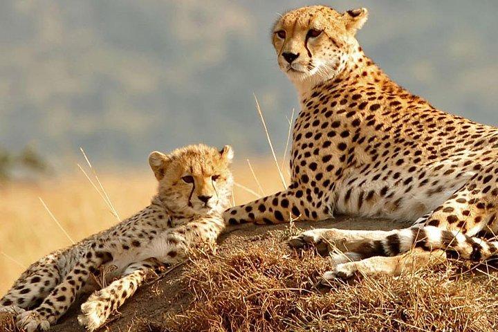4-dagars camping Safari - Tarangire, Ngorongoro, Manyara, Olduvai Gorge
