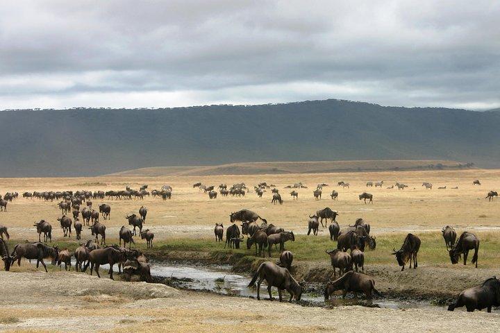 4-dagars camping Safari - Tarangire, Ngorongoro, Manyara, Olduvai Gorge