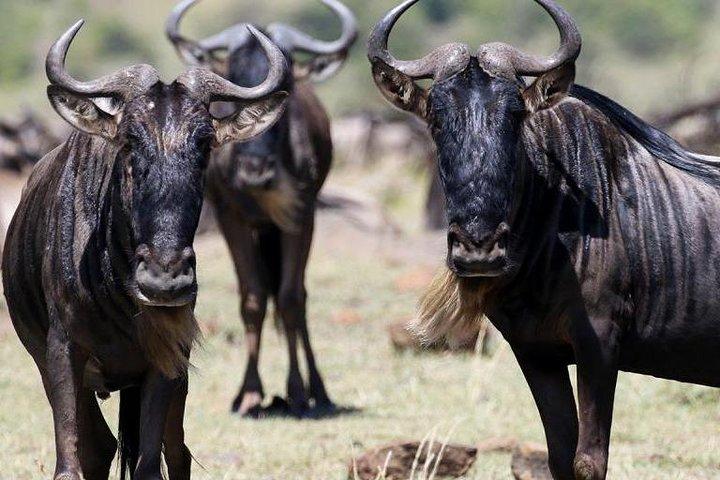 3 dagar Maasai Mara Budget Safari