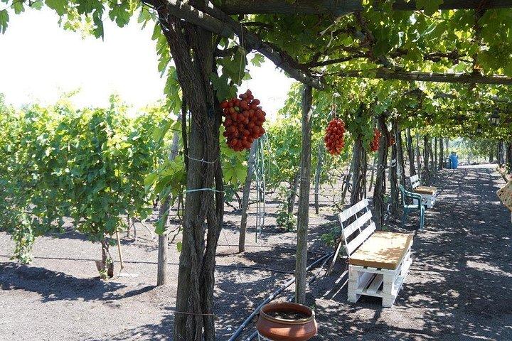 NAPLESからのポンペイ、ヘルクラネウム、地元のワインツアー