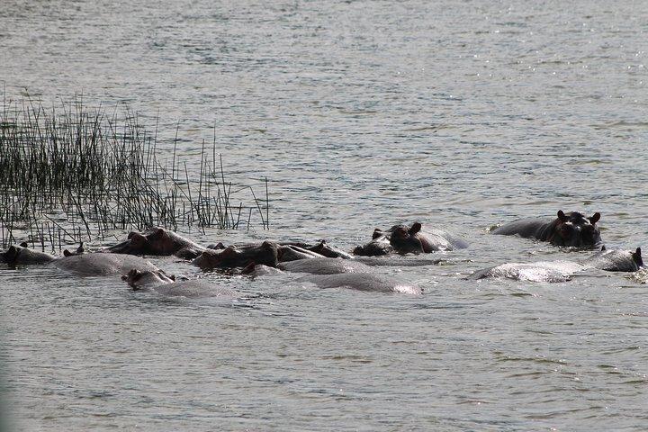 7 dias em Murchison Falls, Chimps e Gorilla Trekking