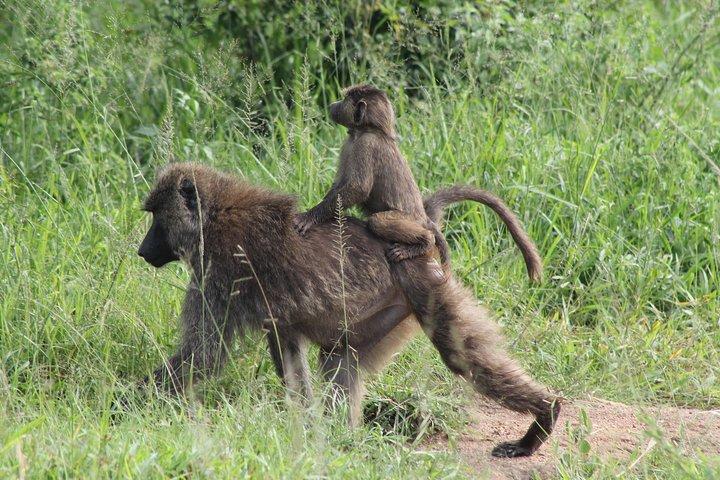 7 dias em Murchison Falls, Chimps e Gorilla Trekking