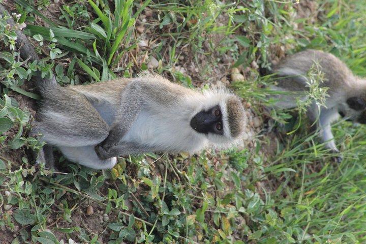 7 dias em Murchison Falls, Chimps e Gorilla Trekking