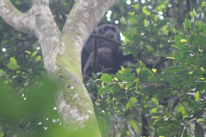 Trekking de gorila de 4 dias e macacos dourados