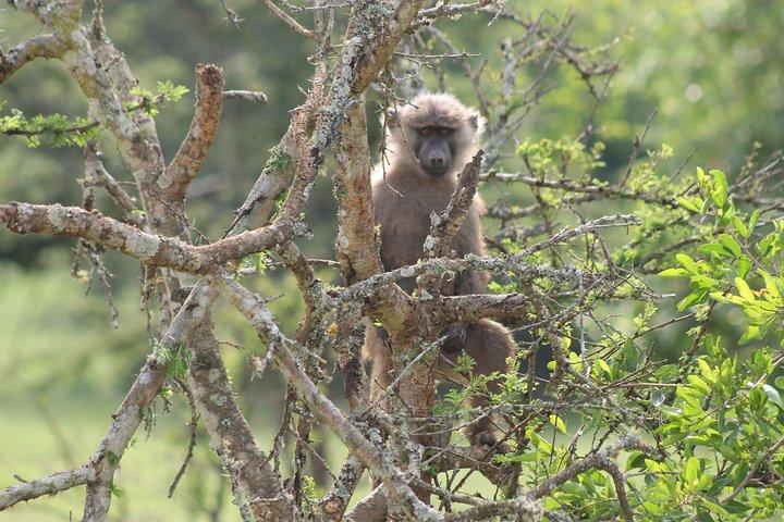 Trekking de gorila de 4 dias e macacos dourados