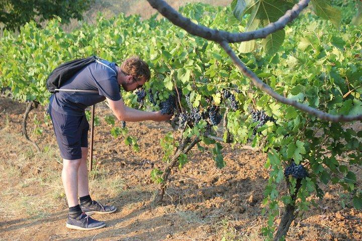 Tour gastronomico e degustazione di vini di Berat