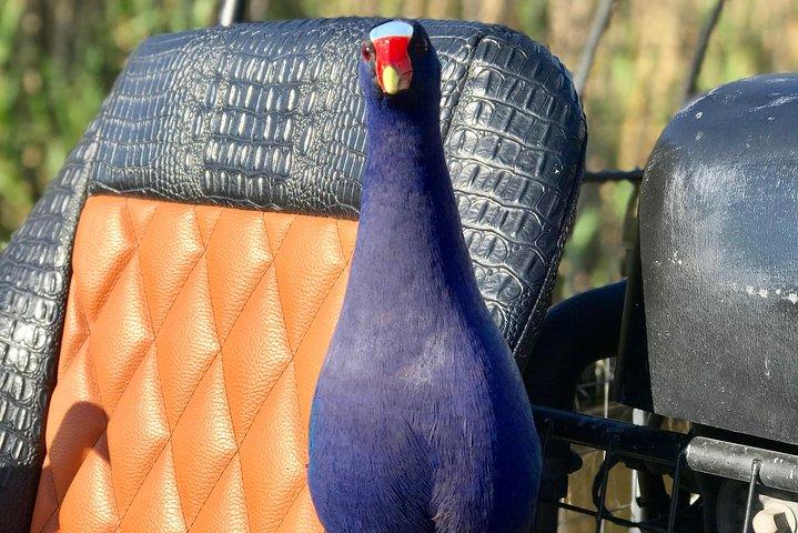 Privat 1,5-timmars Airboat Tour i Miami Everglades