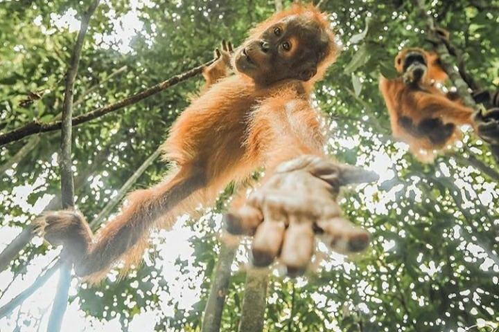 EN-DAGS JUNGLETREKKING 6-7 timer (se orang utan) + RAFTING i BUKIT LAWANG