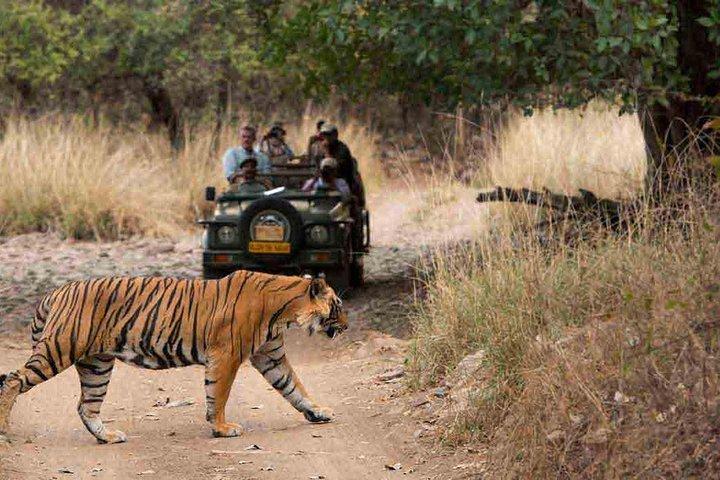 Hoteller i nærheden af Ranthambore Tiger Safari Private Day Tour
