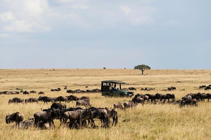 3 Days Maasai Mara Guided Safari from Nairobi