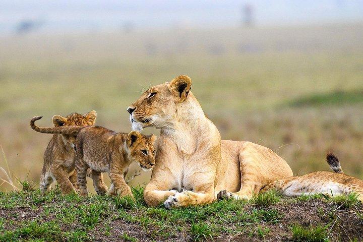 Offre Keekorok Lodge 3 jours, 2 nuits Maasai Mara