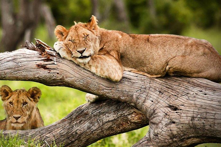 3 dagar Maasai Mara Budget Safari