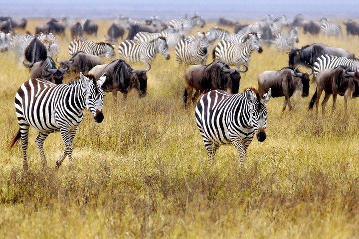 3 dagar Maasai Mara Budget Safari