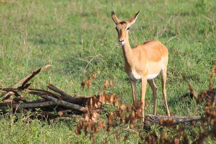 Safari aventure sur la faune de 7 jours