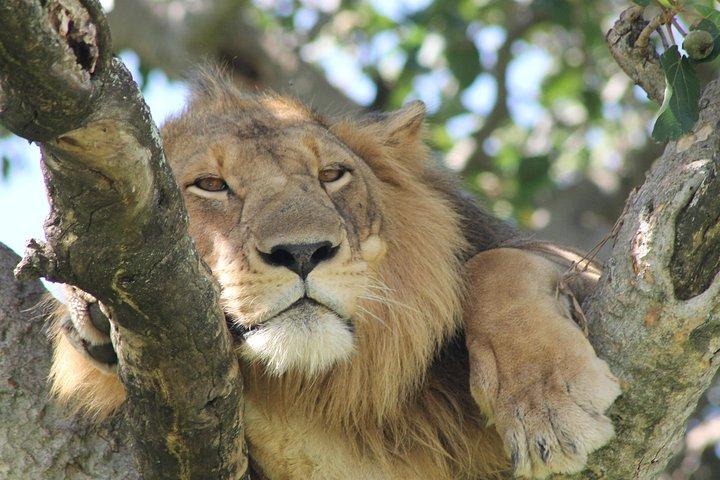 12-dages Pearl of Africa Wildlife and Adventure Highlights