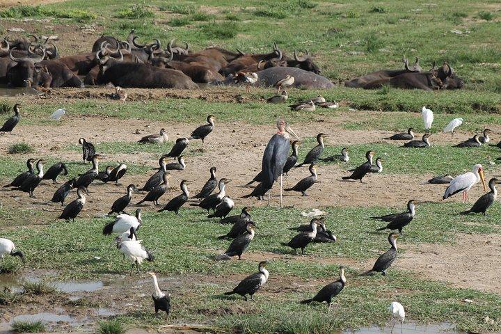 12-dages Pearl of Africa Wildlife and Adventure Highlights