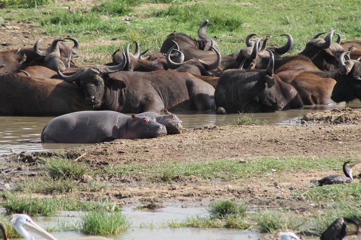 12-dages Pearl of Africa Wildlife and Adventure Highlights