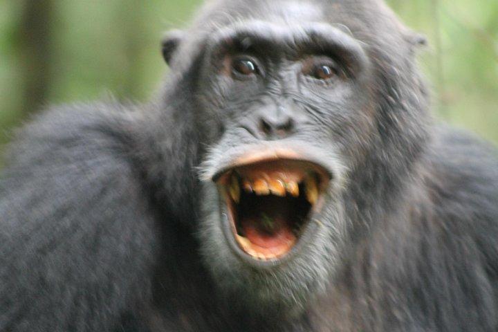 12-dages Pearl of Africa Wildlife and Adventure Highlights