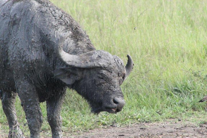 12-dages Pearl of Africa Wildlife and Adventure Highlights