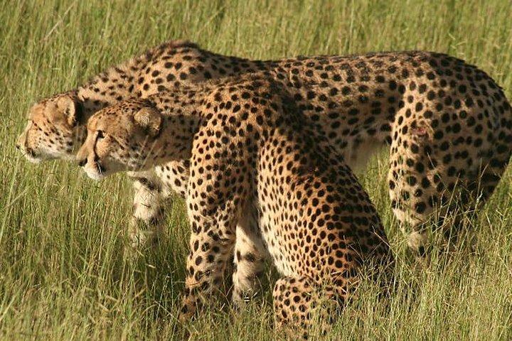 6 Tage 5 Nächte Amboseli, Tsavo & Diani Beach