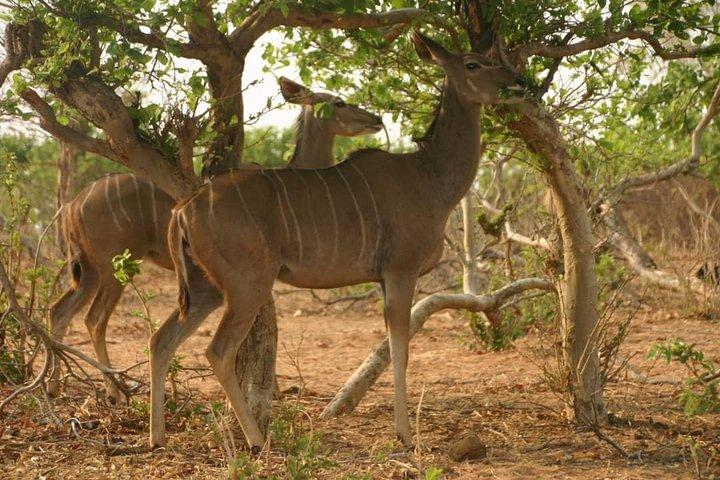 Chobe 6 uur gamedrive