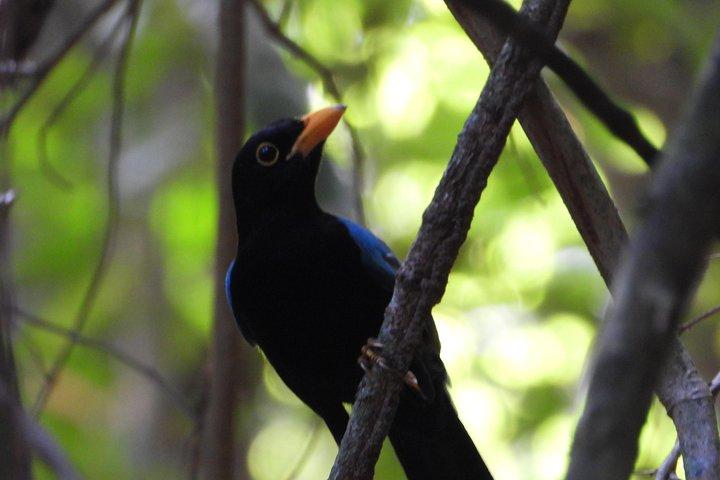 Birds of the Mayan World 1