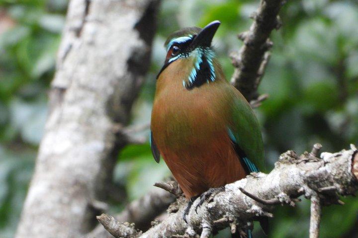 Birds of the Mayan World 1
