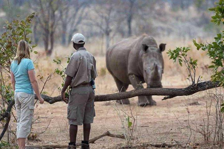 Pirschfahrt und Rhino Walk
